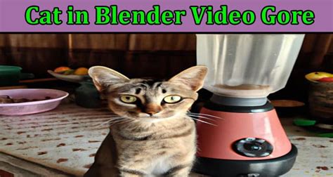 cat in the blender video gore|cat blender full video original.